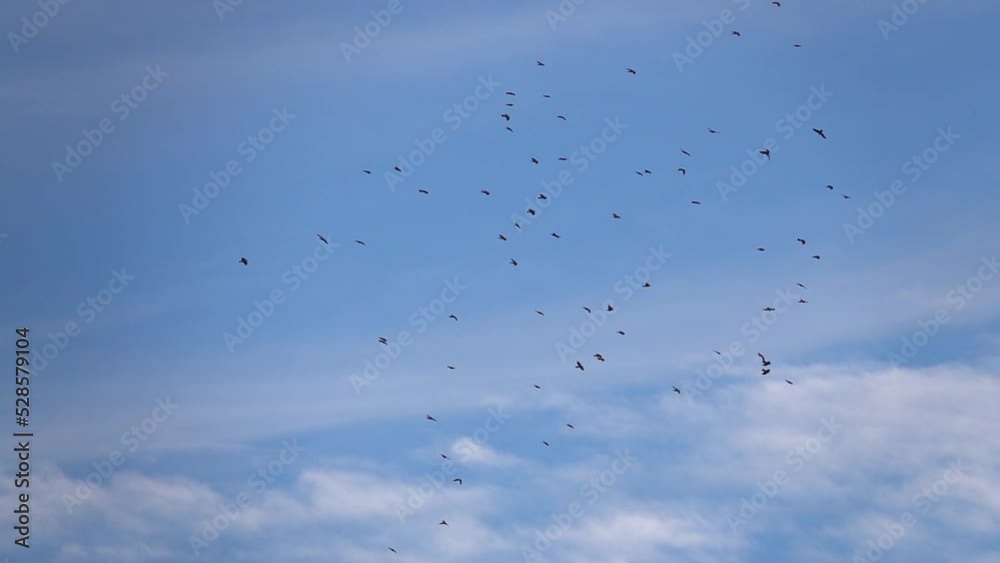 Flock of birds in sky, Jerusalem, Israel
Jerusalem Nature, 2022 Israel
Flock of birds in sky, Jerusalem, Israel
Jerusalem Nature, 2022 Israel