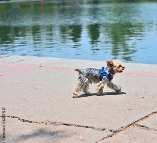 Little yorkie walking by the lake in sunny day