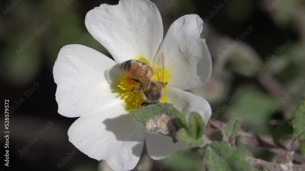 Honey bee on white and yellow flower, Close shot
Jerusalem Nature, 2022 Israel, Slow motion, Israel
Honey bee on white and yellow flower, Close shot
Jerusalem Nature, 2022 Israel, Slow motion, Israel