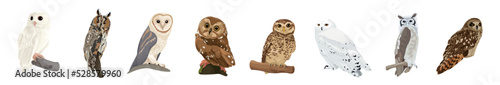 Many different owls on white background