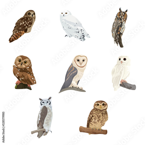 Set of many different owls on white background