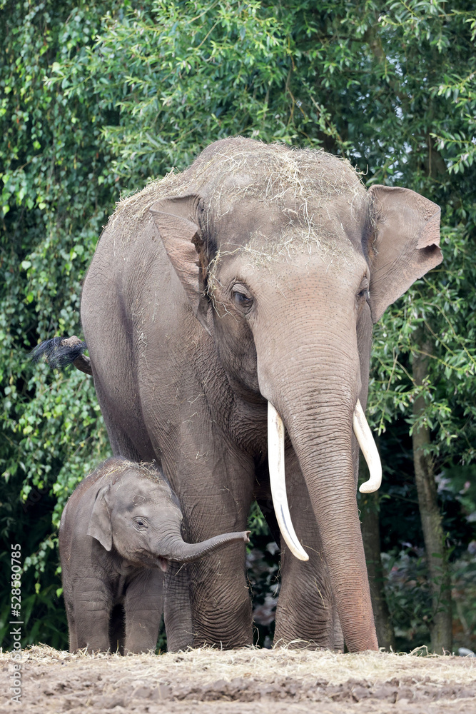 Fototapeta premium Father and baby elephant, Elephas maximus. in lush greenery