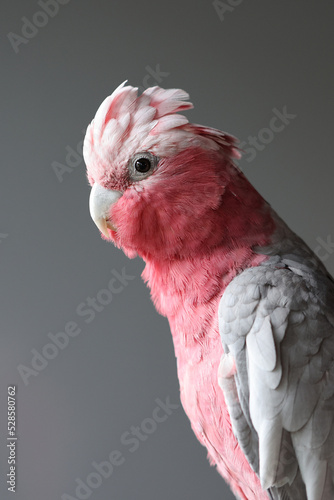 The galah, Eolophus roseicapilla, also known as the pink and grey cockatoo or rose-breasted cockatoo photo