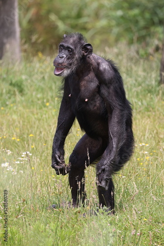 Portrait of a walking chimpanzee, in natural habitat. Pan troglodytes, at wild nature © Edwin Butter