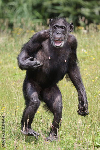 Portrait of a walking chimpanzee  in natural habitat. Pan troglodytes  at wild nature