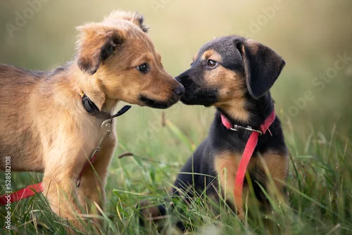 Obraz Dwa szczeniaki witają się na spacerze 