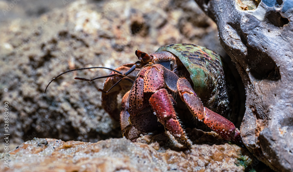 Crawling Hermit Crab (Coenobita clypeatus)