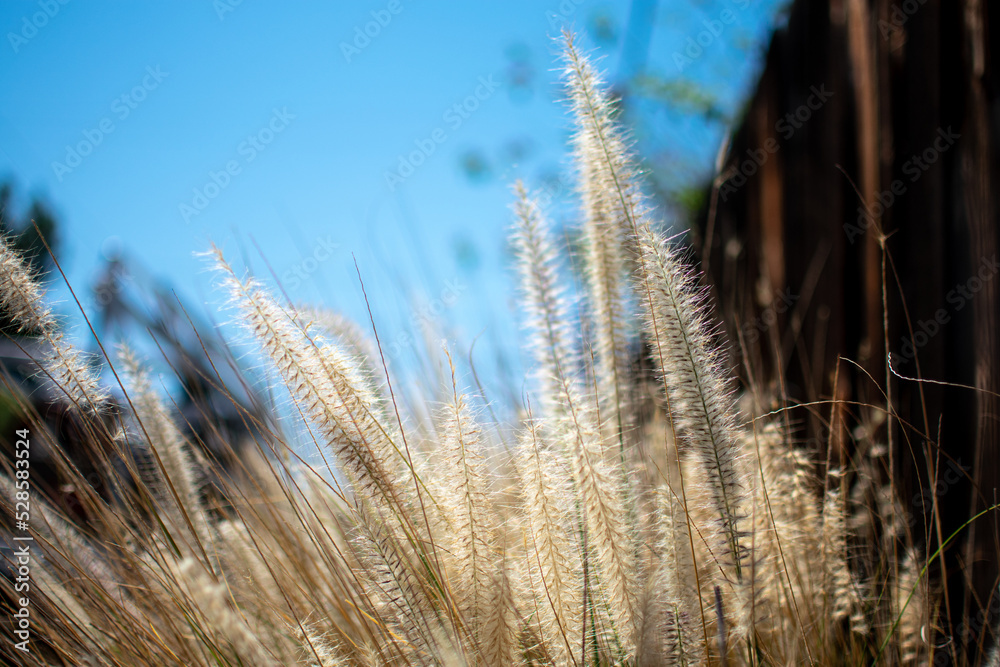golden grass field