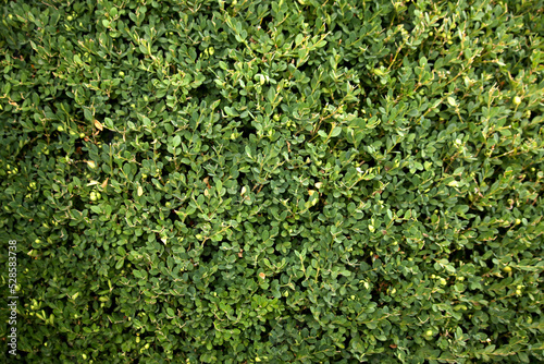 Green leafy hedge background horizontal