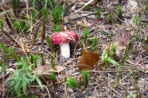 A close up of a emetic russula, red mushroom on the forest floor. photo