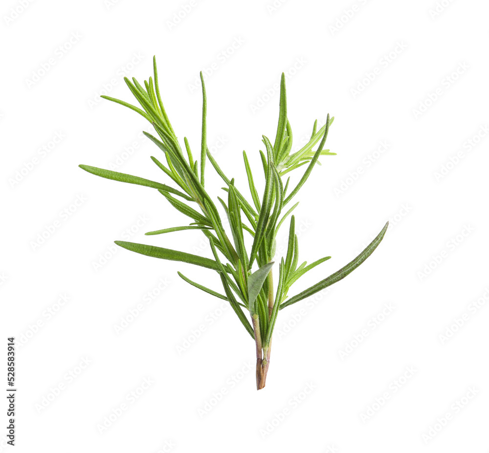 Naklejka premium Aromatic rosemary sprig isolated on white. Fresh herb