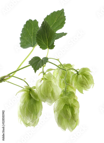 Fresh hop flowers with leaves on white background