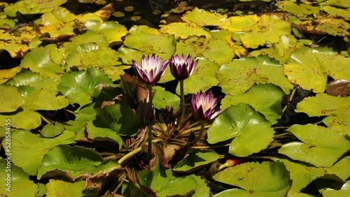 Aquatic plants. Closeup view of Nymphaea Islamorada tropical water lily, green floating leaves and flower of purple petals blooming in the pond in summer. photo