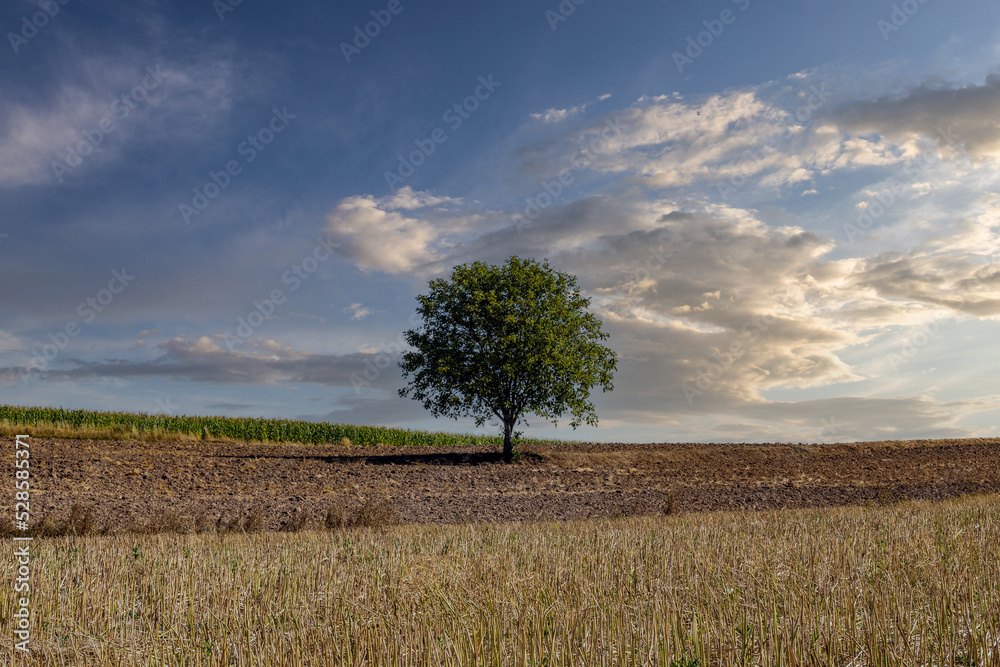 A lonely tree among farmer's fields after the harvest, rural landscape of south-eastern Poland, rural landscape of south-eastern Poland, minimalist photography, County Podkarpackie, Poland A lonely tree among farmer's fields after the harvest, rural landscape of south-eastern Poland, rural landscape of south-eastern Poland, minimalist photography, County Podkarpackie, Poland
