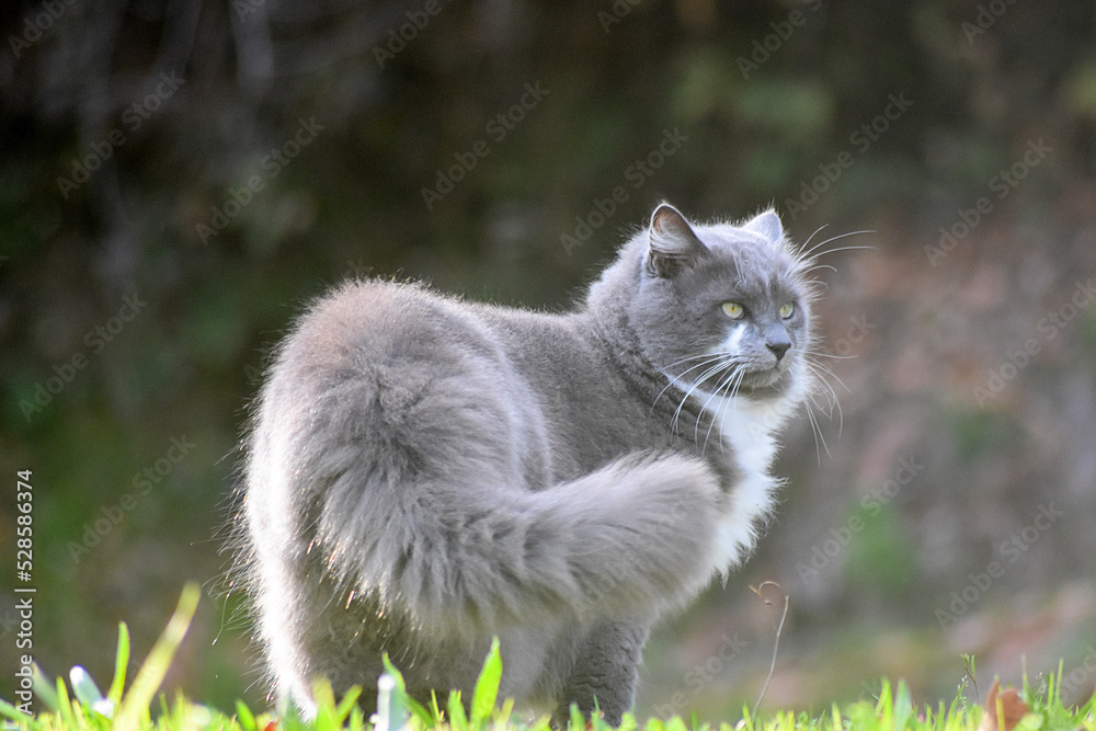 Obraz premium cat in the grass