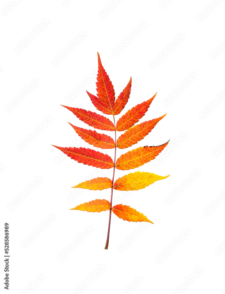 Yellow orange Autumn Sumac leaves isolated cutout