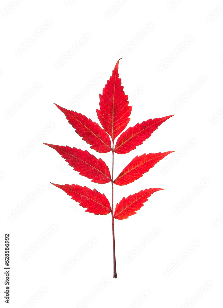 Red Autumn Sumac leaves isolated cutout on transparent