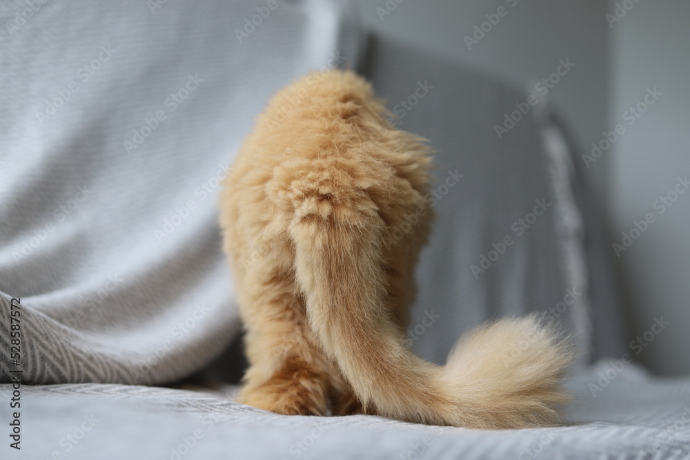 Red persian cat showing his back when walking away