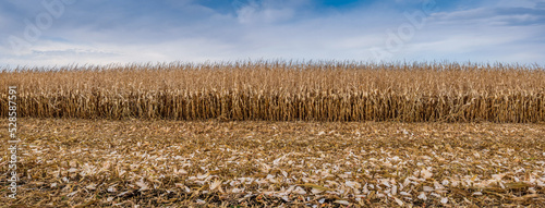 panoramic view of dried corn maize field with blue cloudy sky.