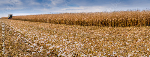 Принти на полотні panoramic view of dried corn maize field with blue cloudy sky