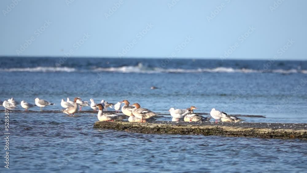 Red Breasted Merganser ducks standing on shallow reef at sea, sweden
Slow motion shot from Sweden, 2022
Red Breasted Merganser ducks standing on shallow reef at sea, sweden
Slow motion shot from Sweden, 2022