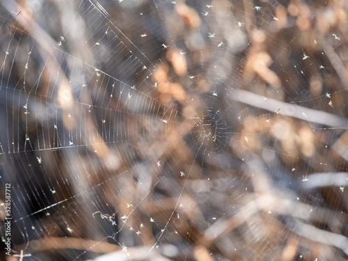 Canvas Print spider web