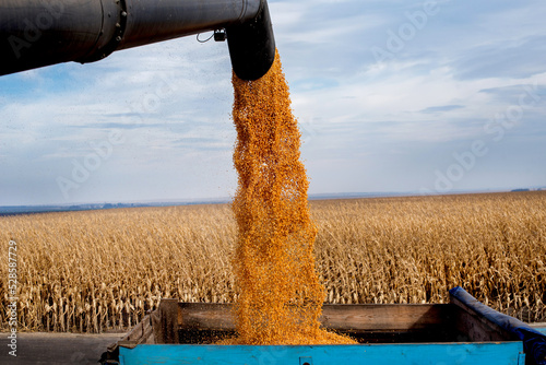 unloading golden grain of corn from the combine into a trailer after harvesti...