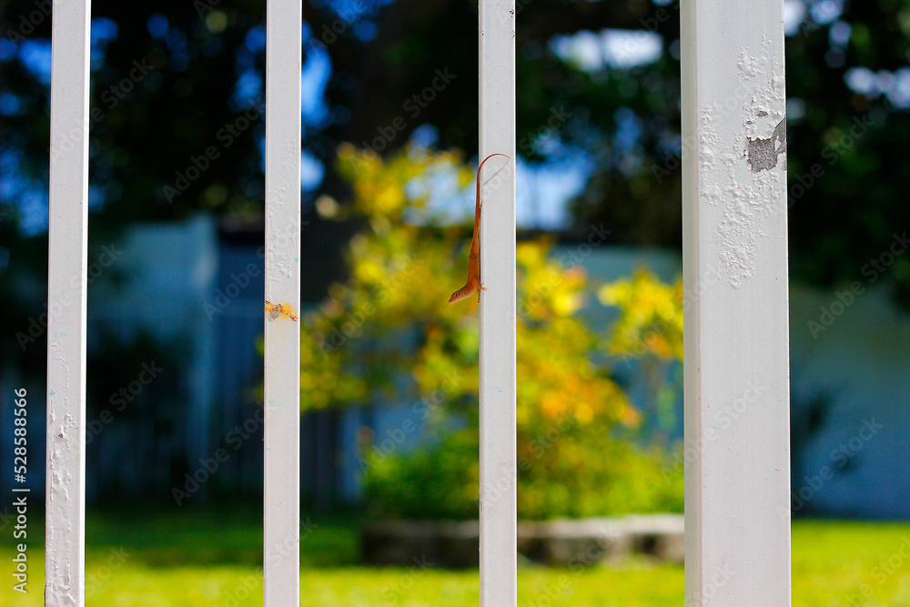 Fototapeta premium View of a little lizard on a white fence