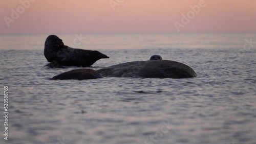 
Harbour Seals resting on rocks looking the camera, Sweden
Beautiful shot from Sweden, 2022
 photo