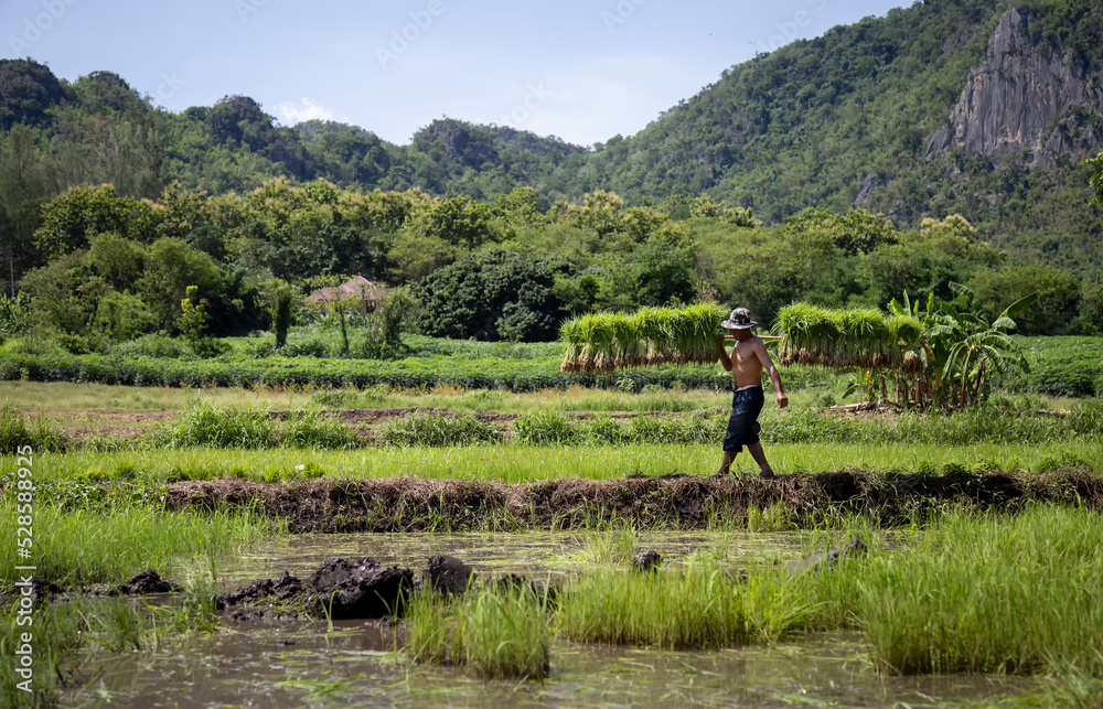 Thai farmers in the countryside rice planting in rainy season.