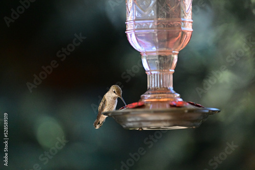 Anna's Hummingbird - Calypte anna photo