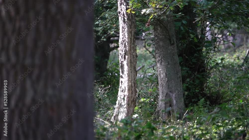 Antelope running in woods, sweden
Slow motion shot from Sweden, 2022
Antelope running in woods, sweden
Slow motion shot from Sweden, 2022