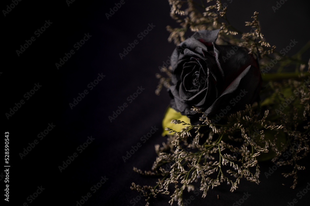 Floral black rose with copy space on black background.