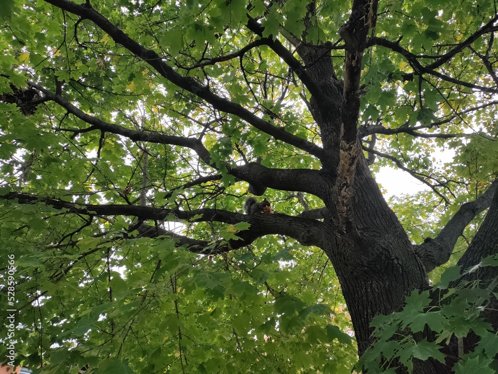 Fototapeta premium tree in spring