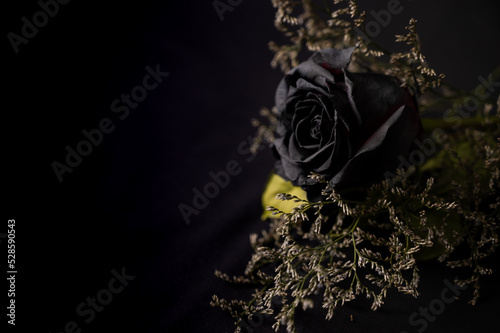 Floral black rose with copy space on black background.