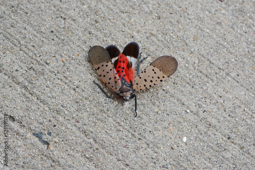 A dead Spotted Lanternfly (Lycorma delicatula) squished on the sidewalk in New York City, showing bright red wings.