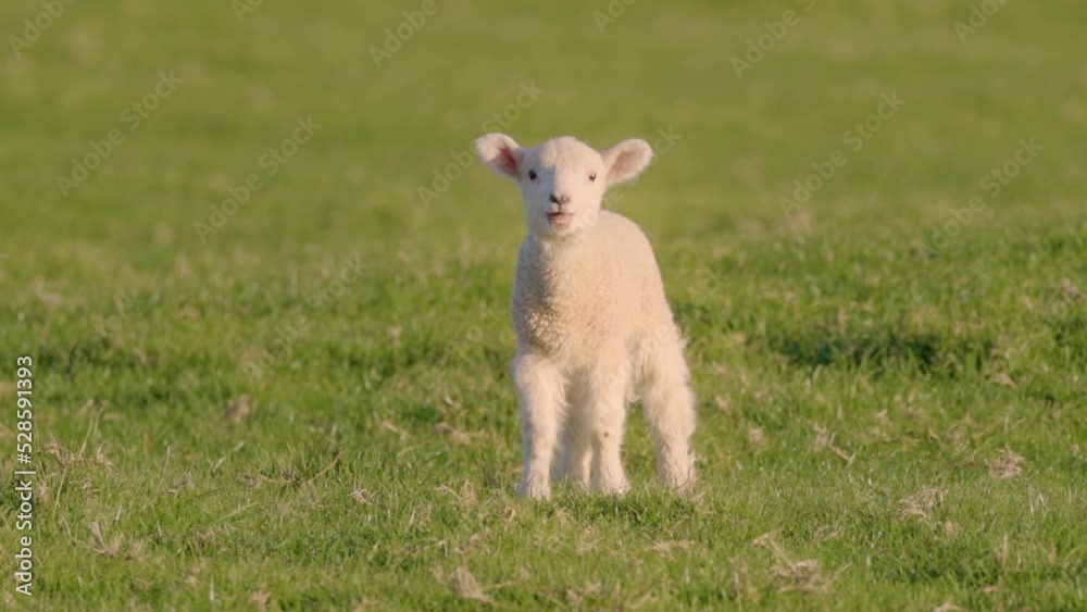 A cute baby lamb A cute baby lamb