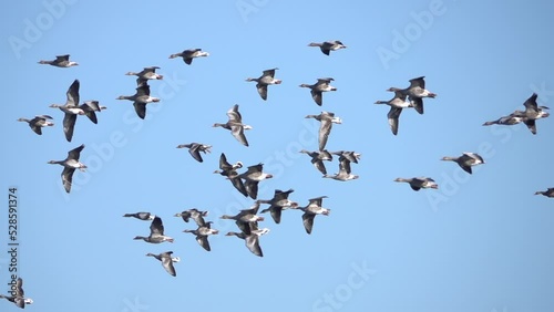 Greylag goose Flock flying in the sky, Sweden
Slow motion shot from Sweden, 2022
 photo