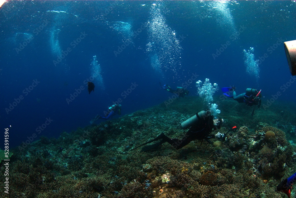 scuba diver and reef scuba diver and reef