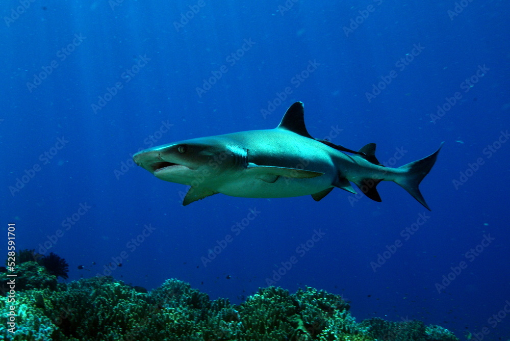 Fototapeta premium shark in the Bule