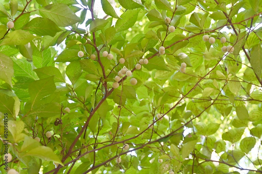エゴの木の実 エゴの木の実