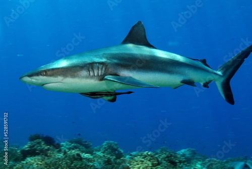 The Shark in PNG  © MATTHEW
