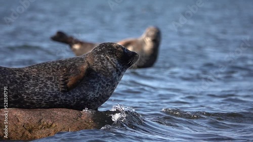 Harbour Seal on rocks looks at the camera, Sweden
Long shot from Sweden, 2022
 photo