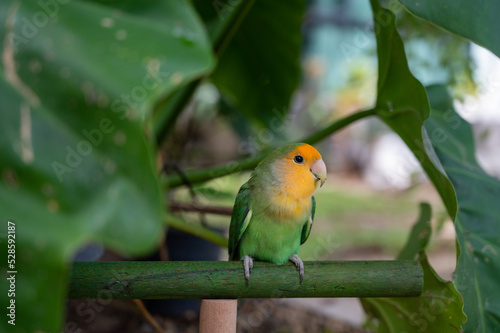 Lovebird, closeup parrot with blur background © waranyu