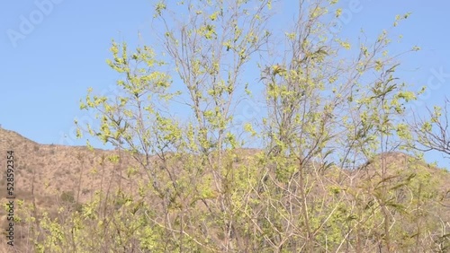 El viento sacude los arboles con las sierras chicas de fondo, provincia de Cordoba, Argentina. 