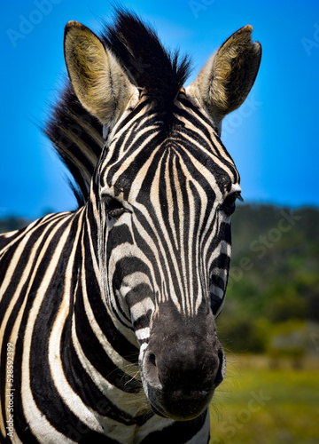 Zebra Look    A zebra with a fixed gaze and a flowing mane.       With the simple look  pure strength returns.      Christian Bobin