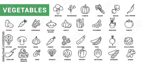 Vegetable icon set. Minimal thin line style. Outline icons collection vegetables eggplant, tomato, radish, mushroom, ginger, broccoli, corn daikon Vector illustration Design on white background EPS 10