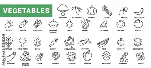 Vegetable icon set. Minimal thin line style. Outline icons collection vegetables zucchini, tomato, radish, mushroom, ginger, fennel, corn, celery. Vector illustration Design on white background EPS 10