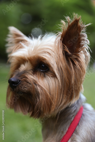 Cute Yorkshire terrier in park, closeup view © New Africa