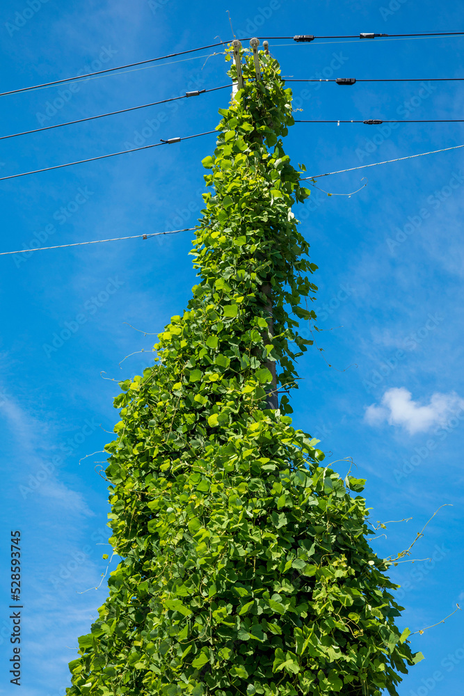 繁殖力旺盛なマメ科植物のクズ Photos Adobe Stock